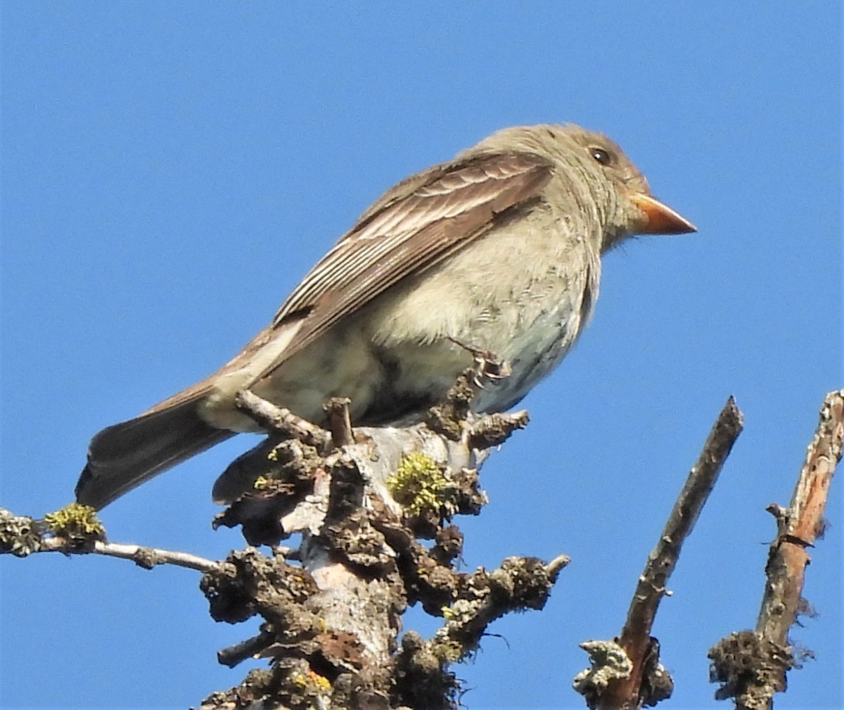 Western Wood-Pewee - Paul McKenzie