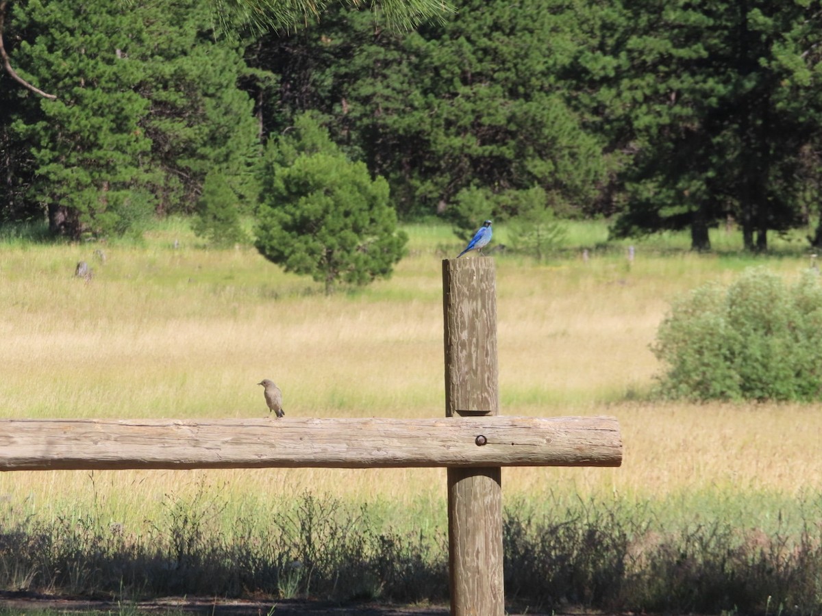 Mountain Bluebird - ML595082561