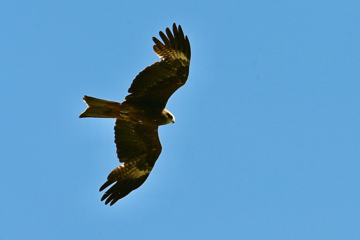 黑鳶 - ML595082631