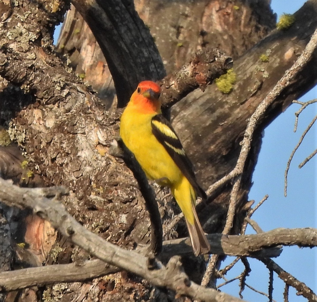 Western Tanager - ML595083371
