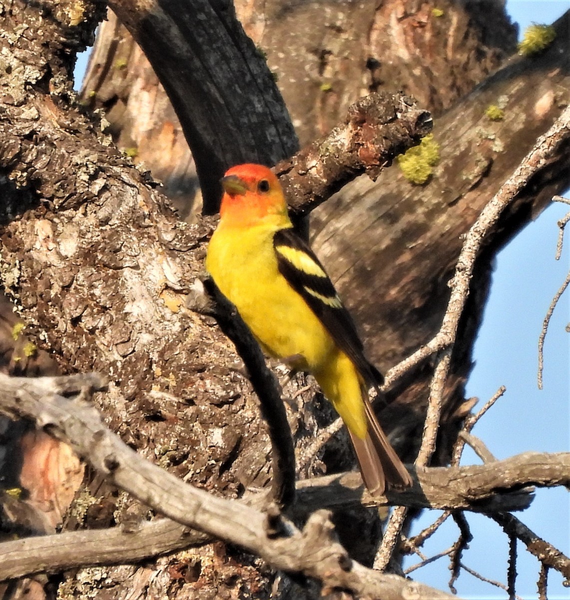 Western Tanager - ML595083381