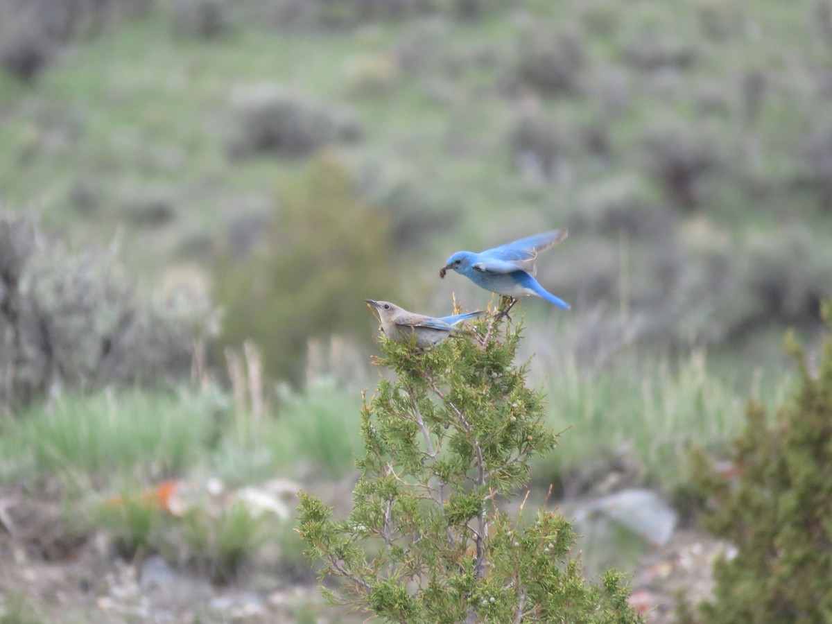 Mountain Bluebird - Curtis Mahon