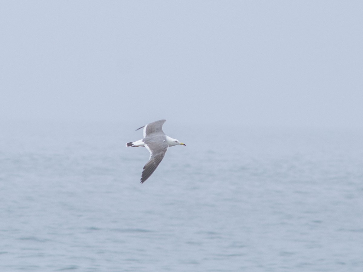 Black-tailed Gull - ML595083881