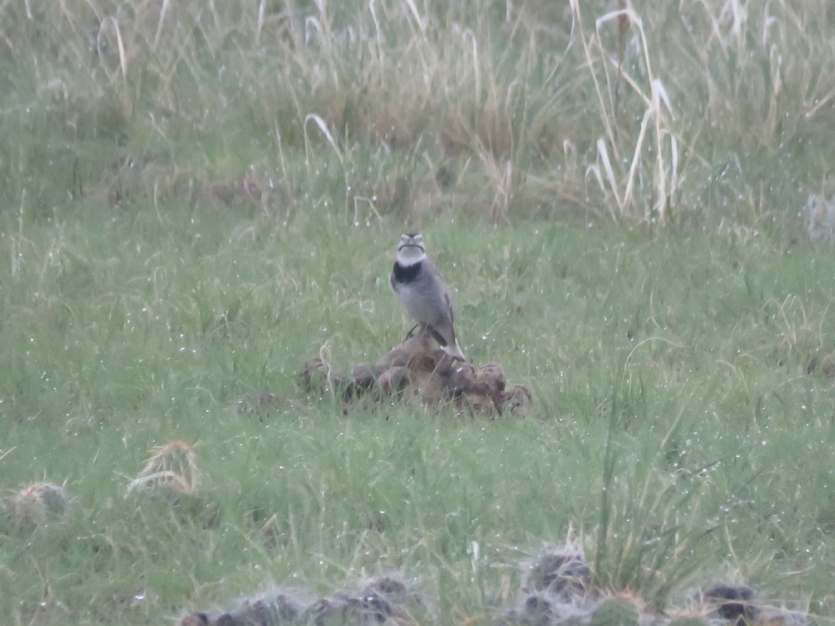 Thick-billed Longspur - ML595084301