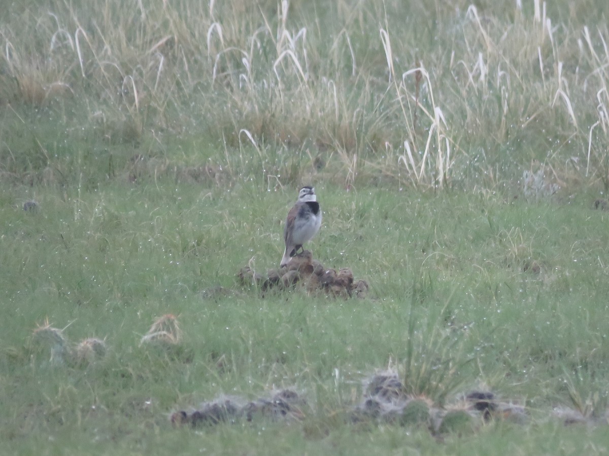 Thick-billed Longspur - ML595084311