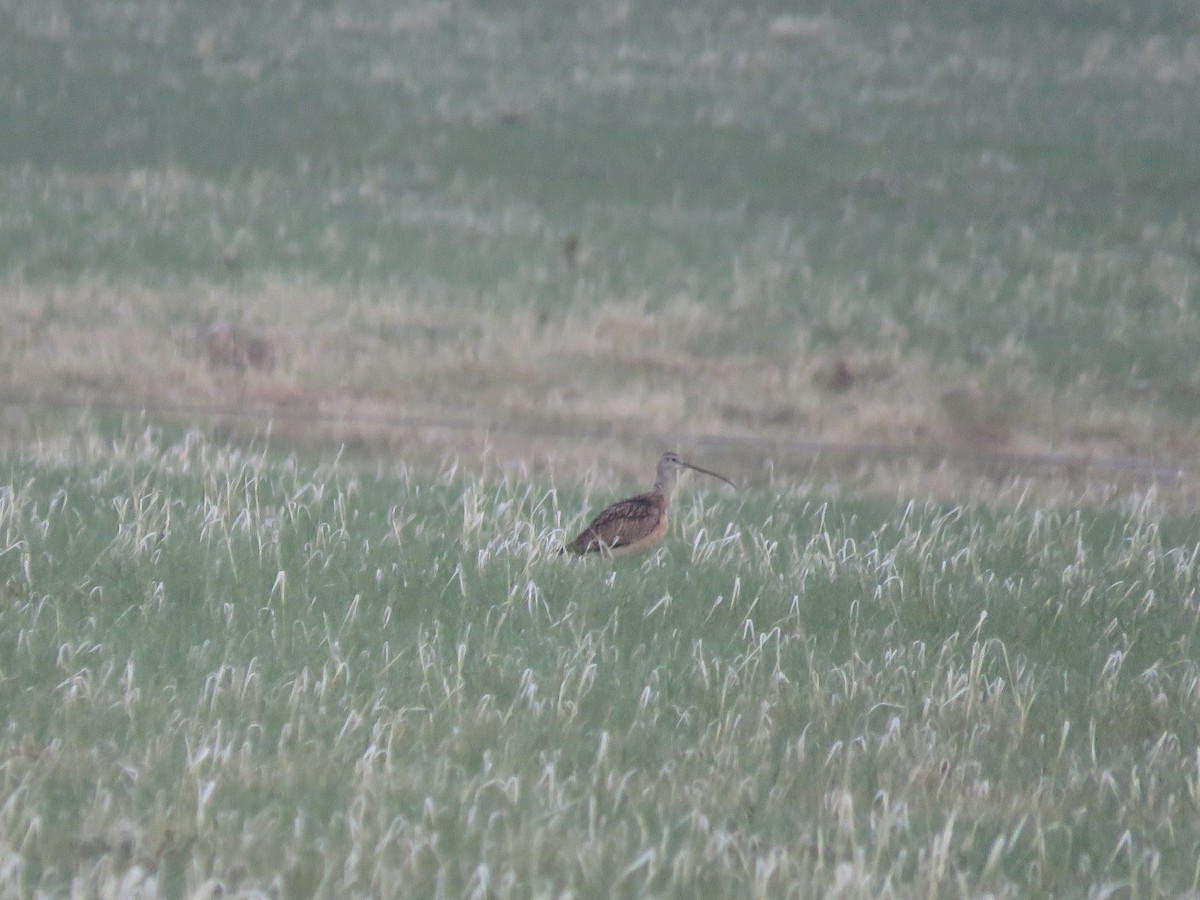 Long-billed Curlew - ML595084391