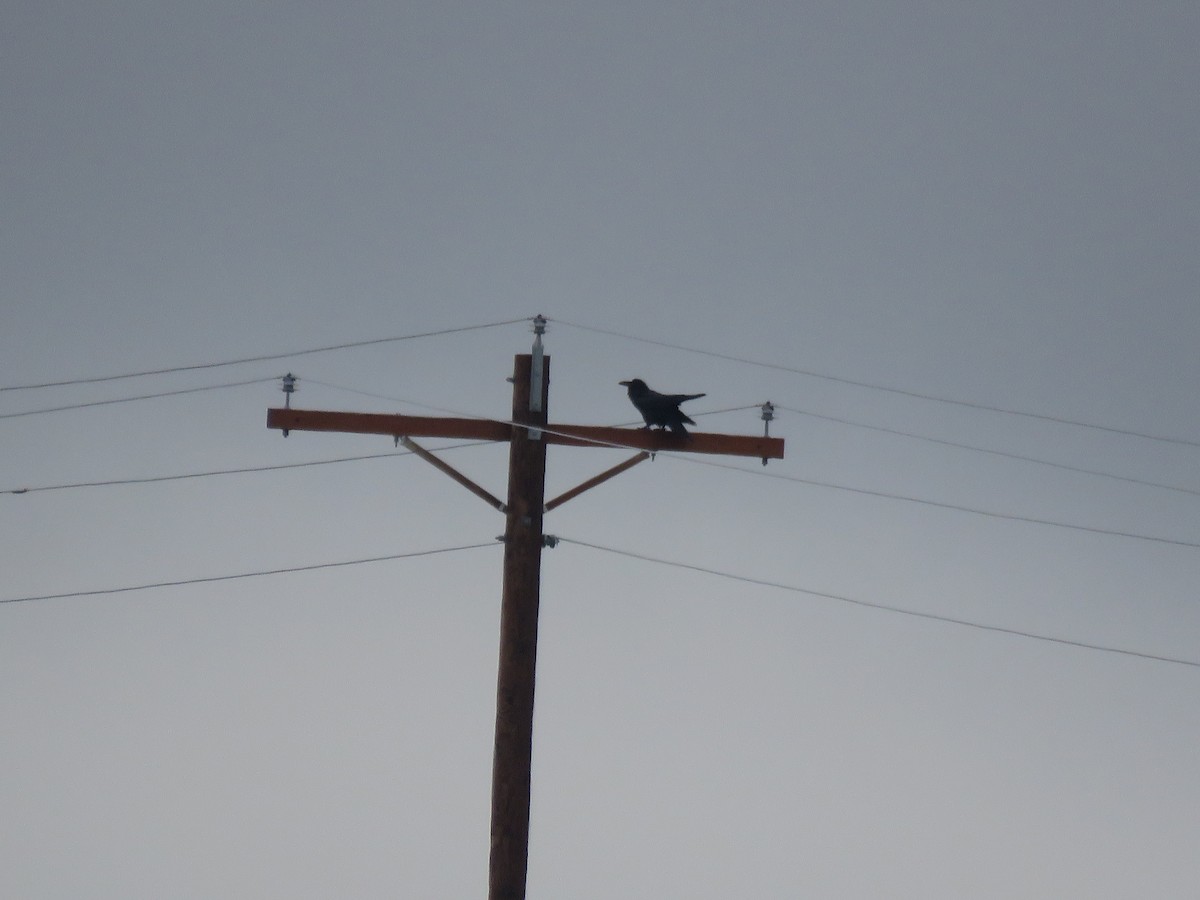 Common Raven - Curtis Mahon