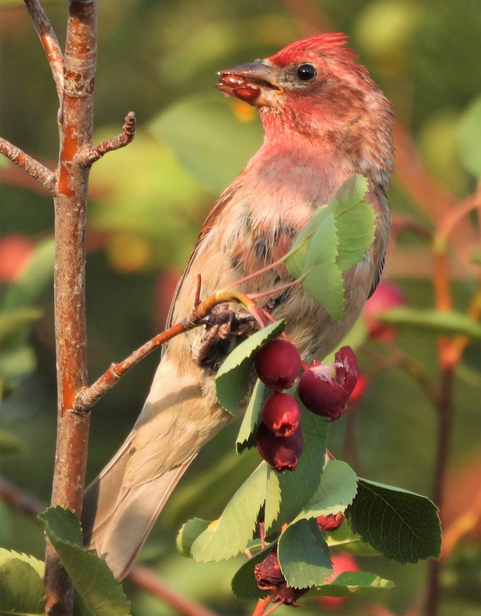 Cassin's Finch - ML595084771