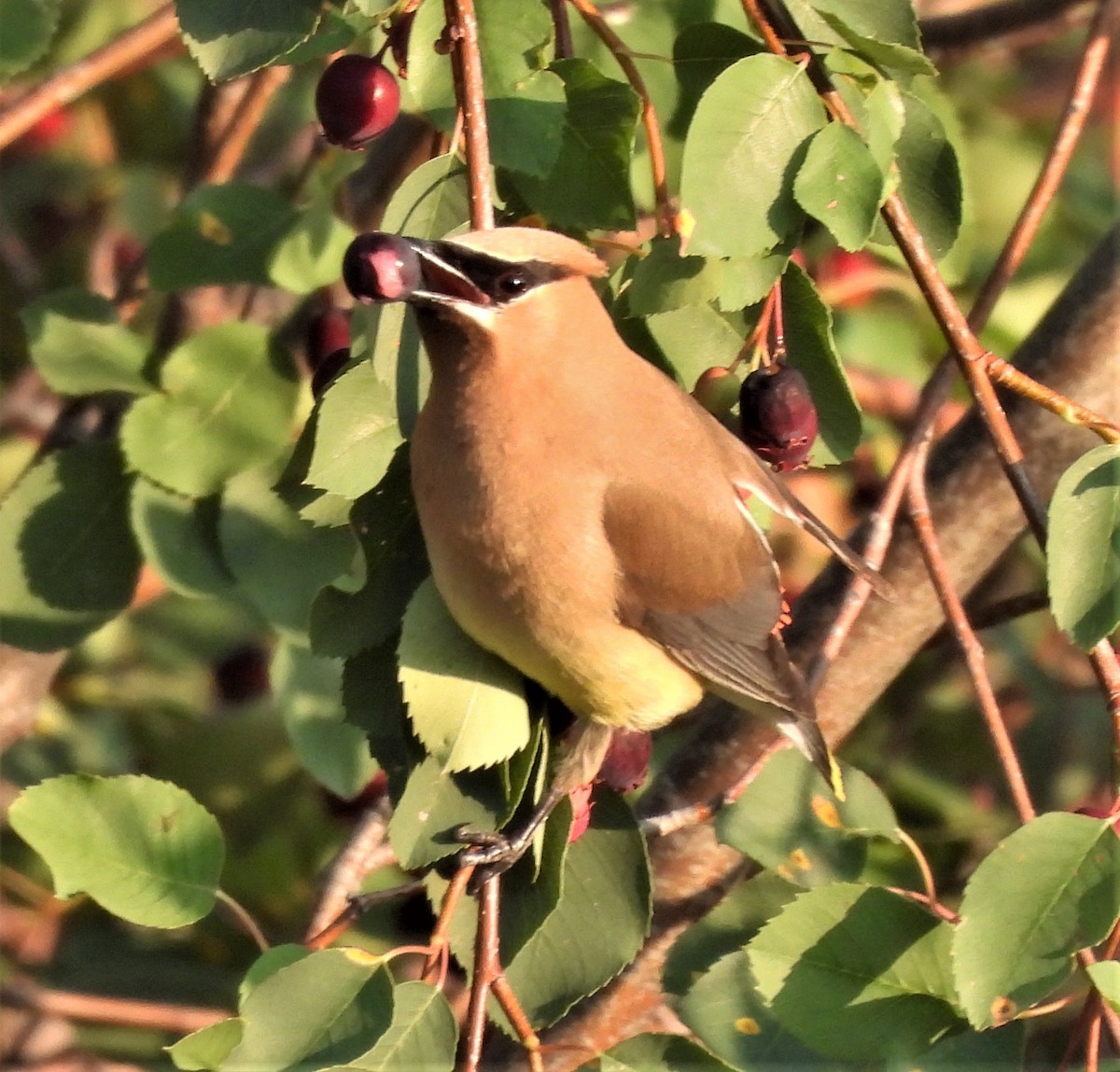 Cedar Waxwing - Paul McKenzie