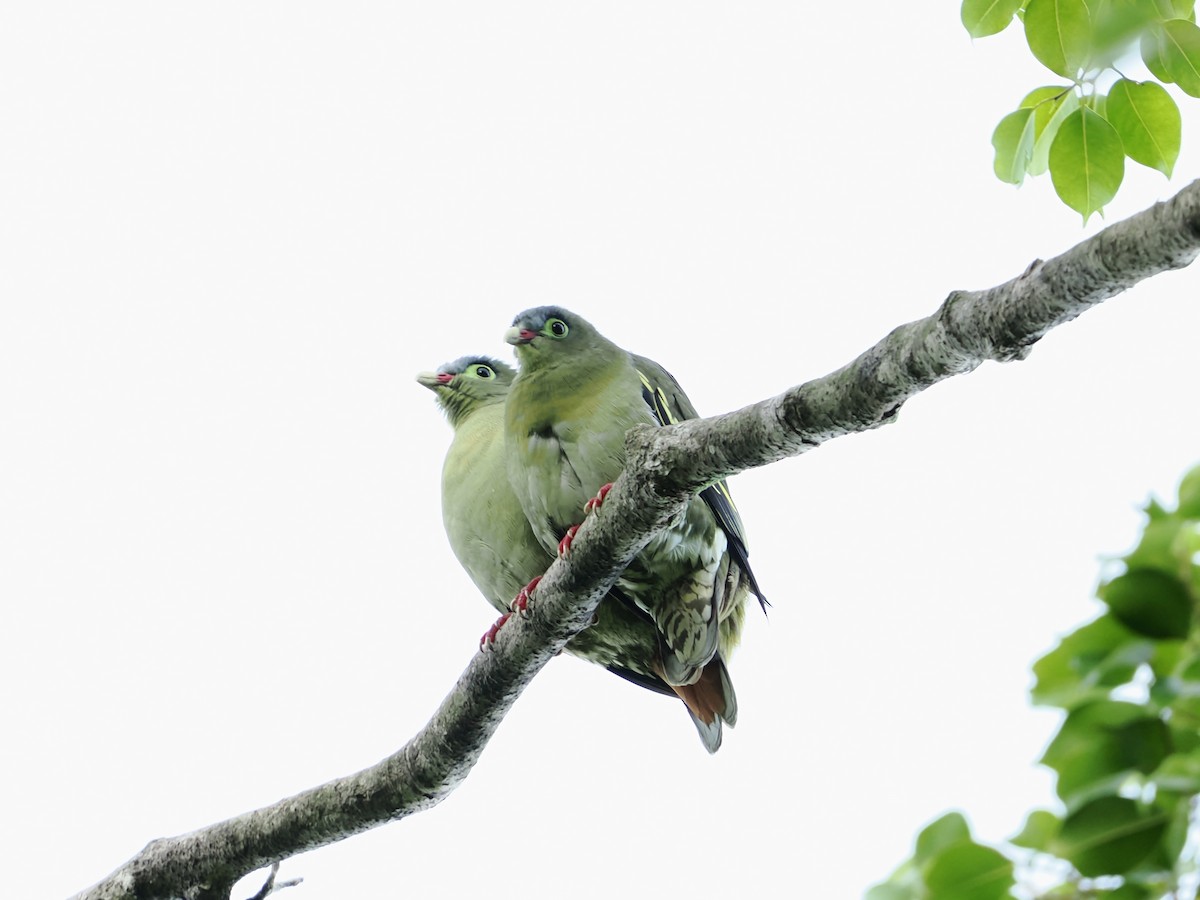 Thick-billed Green-Pigeon - ML595085091