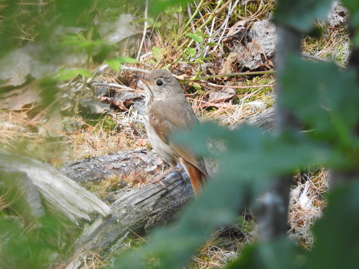 Hermit Thrush - ML595085131