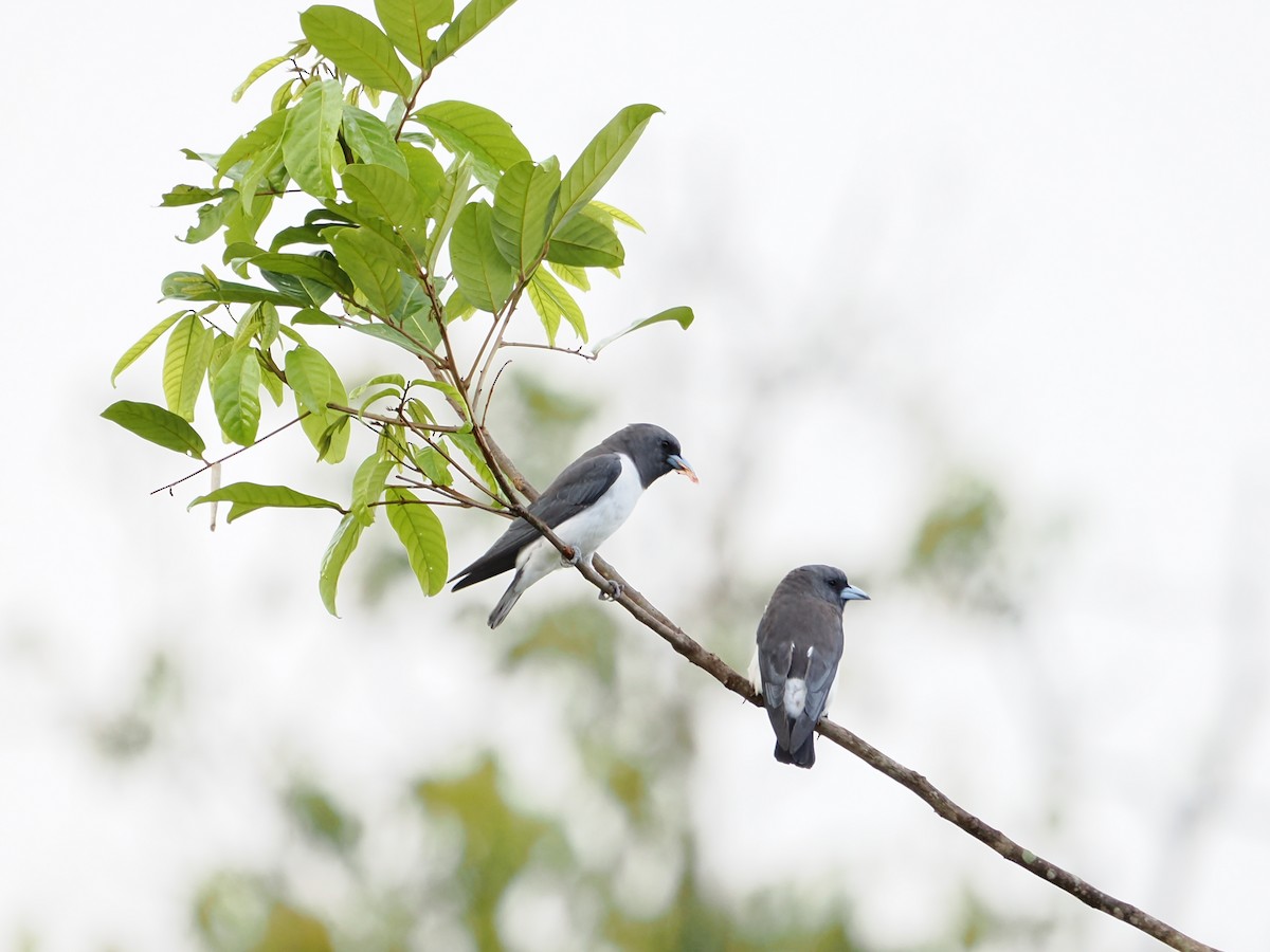 White-breasted Woodswallow - ML595085181