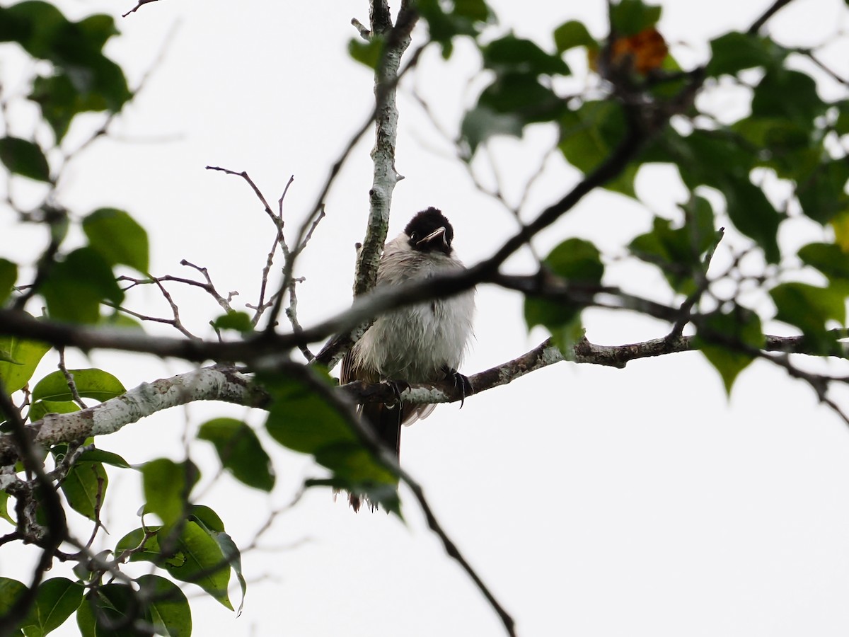 Sooty-headed Bulbul - ML595085221