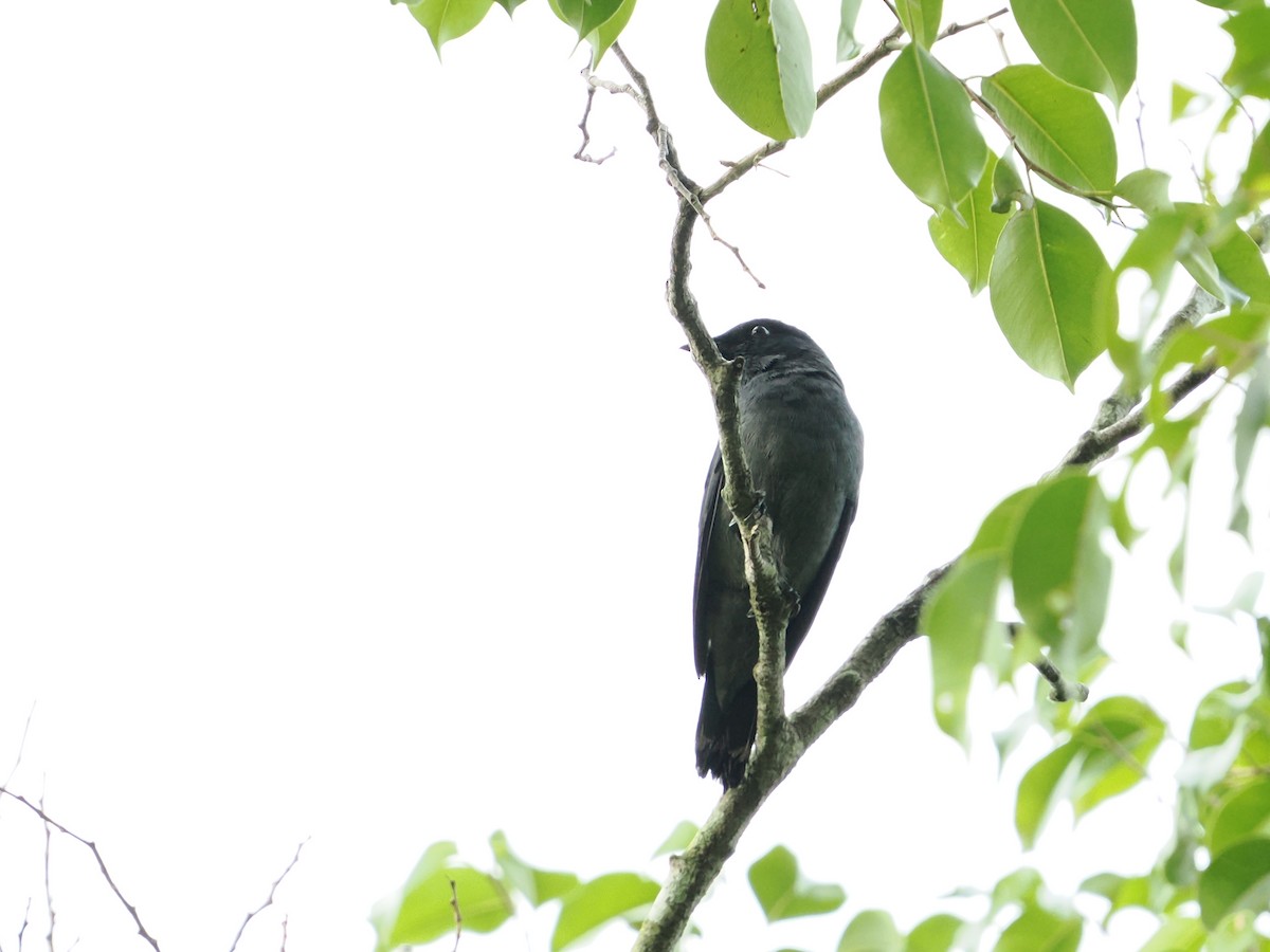 Lesser Cuckooshrike - ML595085641