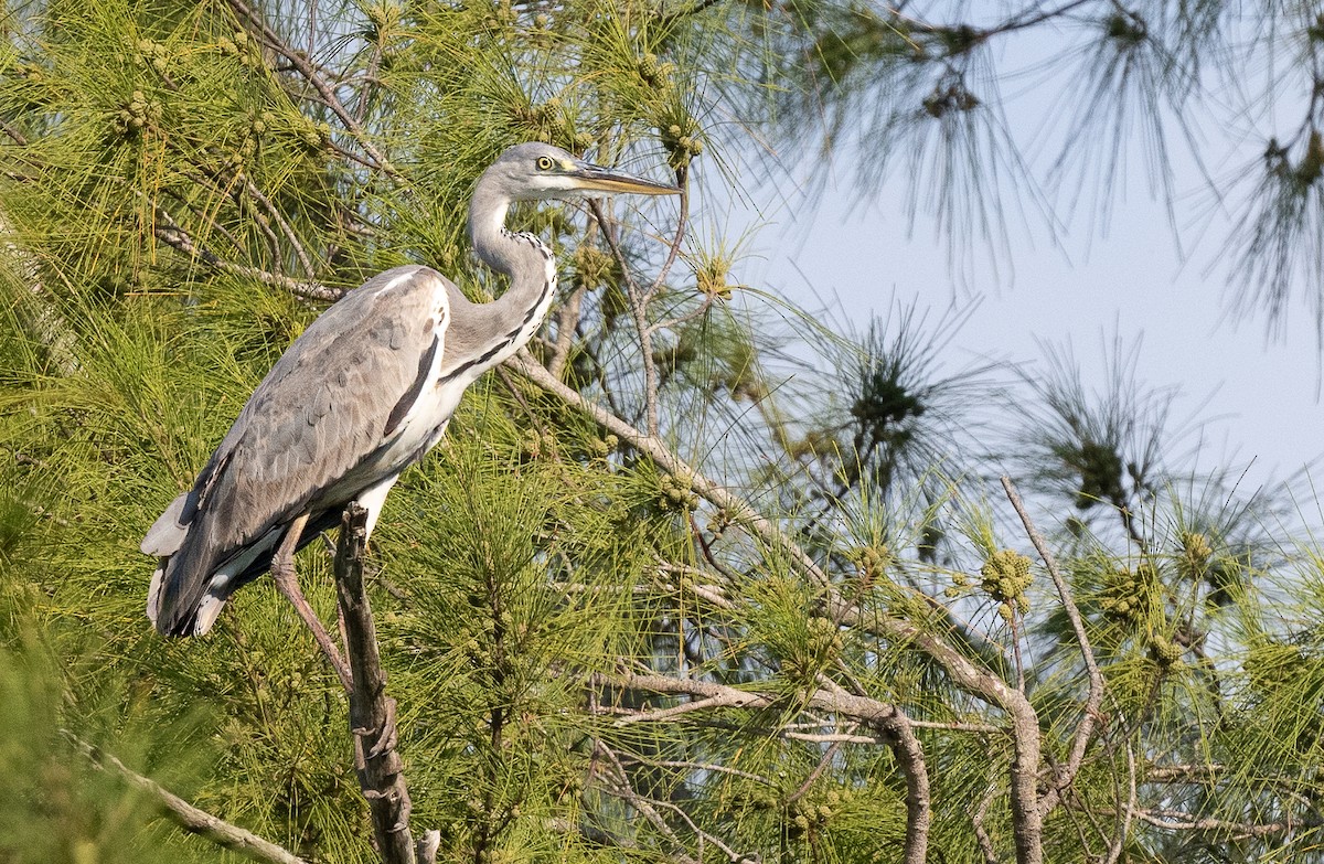 Gray Heron - ML595085701