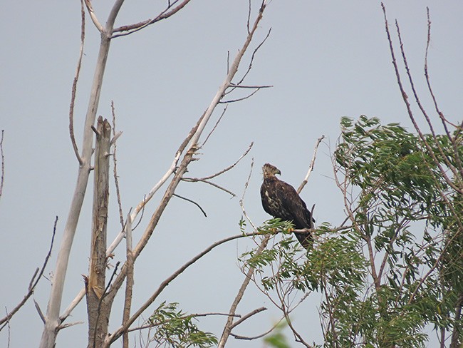 Bald Eagle - Nancy Anderson