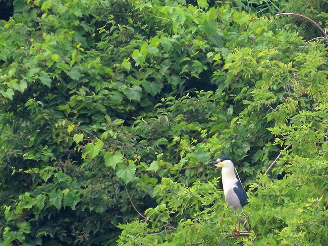 Black-crowned Night Heron - ML595086701