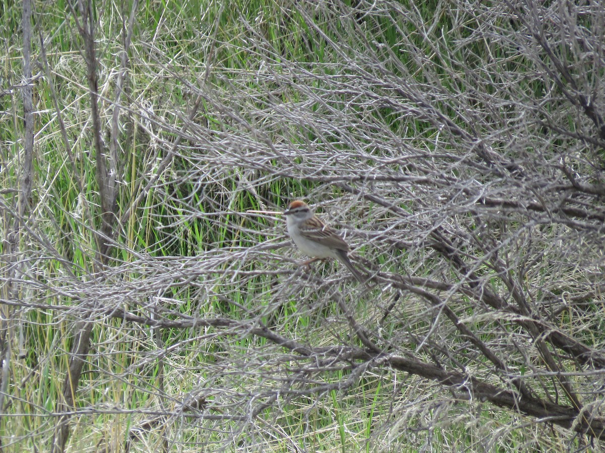 Chipping Sparrow - ML595086811