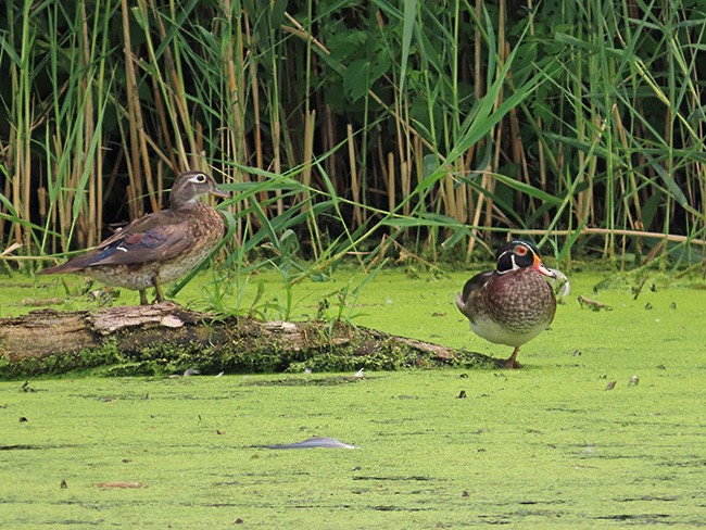 Wood Duck - ML595086821