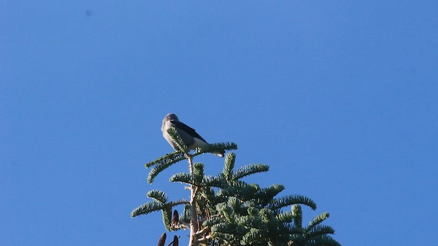 Clark's Nutcracker - ML595087491