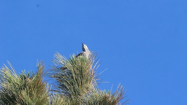 Clark's Nutcracker - ML595087701