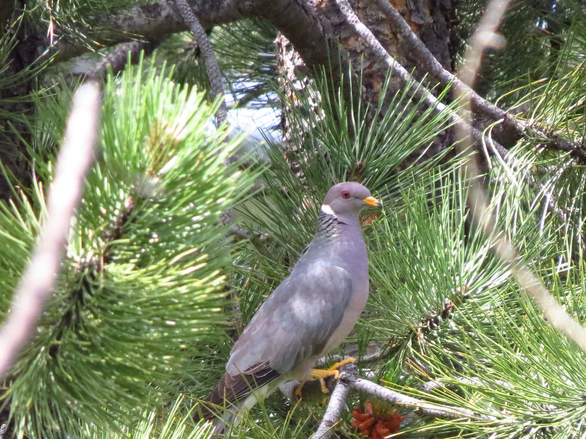 Band-tailed Pigeon - ML595088051