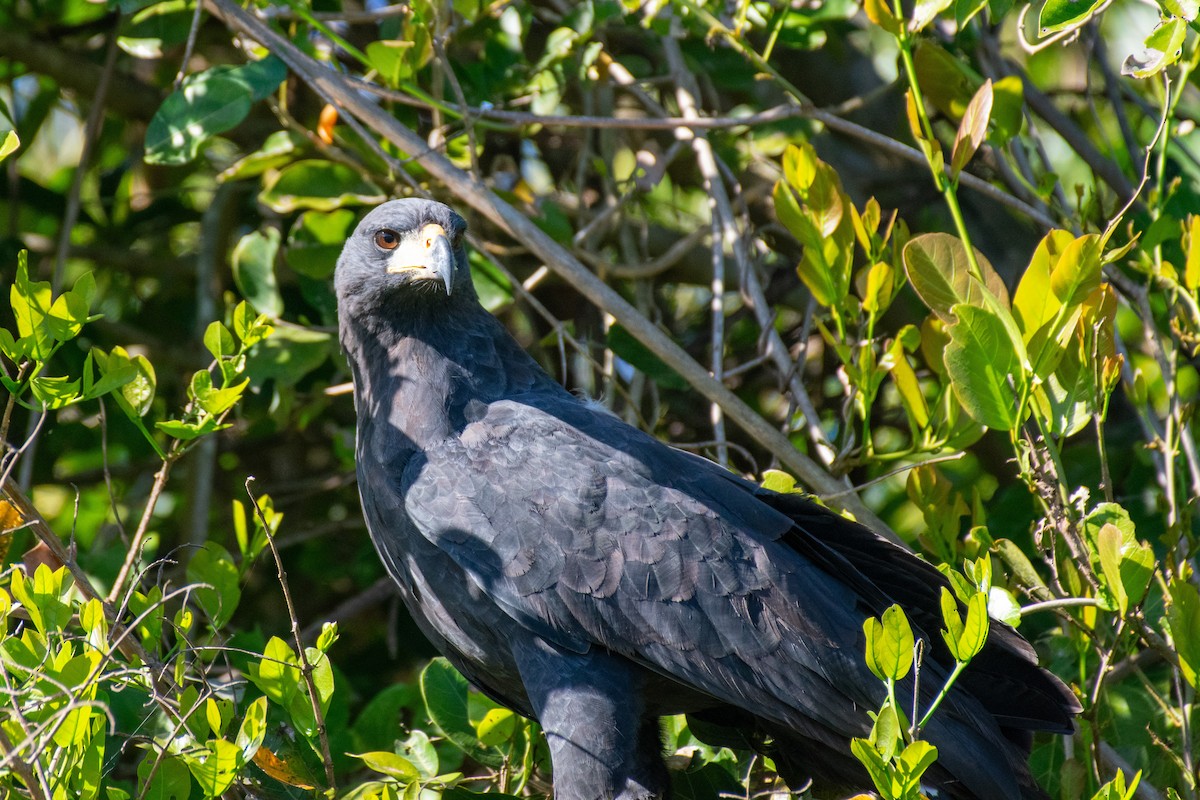 Great Black Hawk - ML595088241