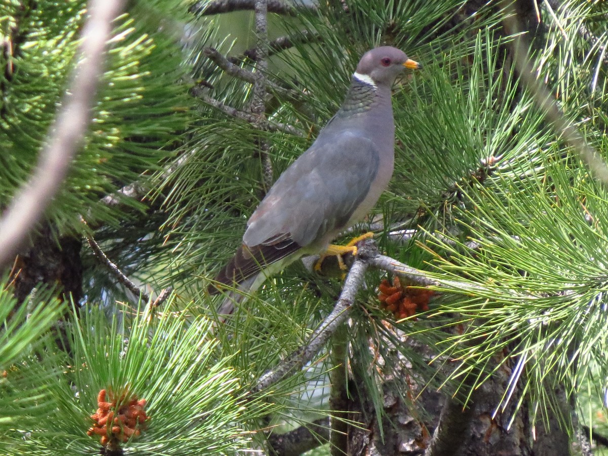 Band-tailed Pigeon - ML595088421