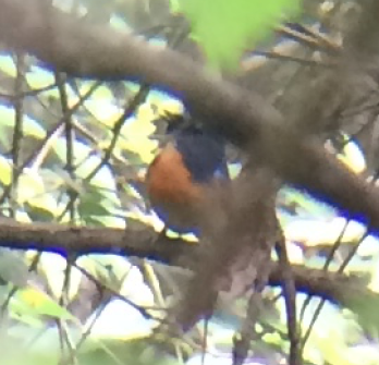 Blue-throated/Chinese Blue Flycatcher - ML59508881