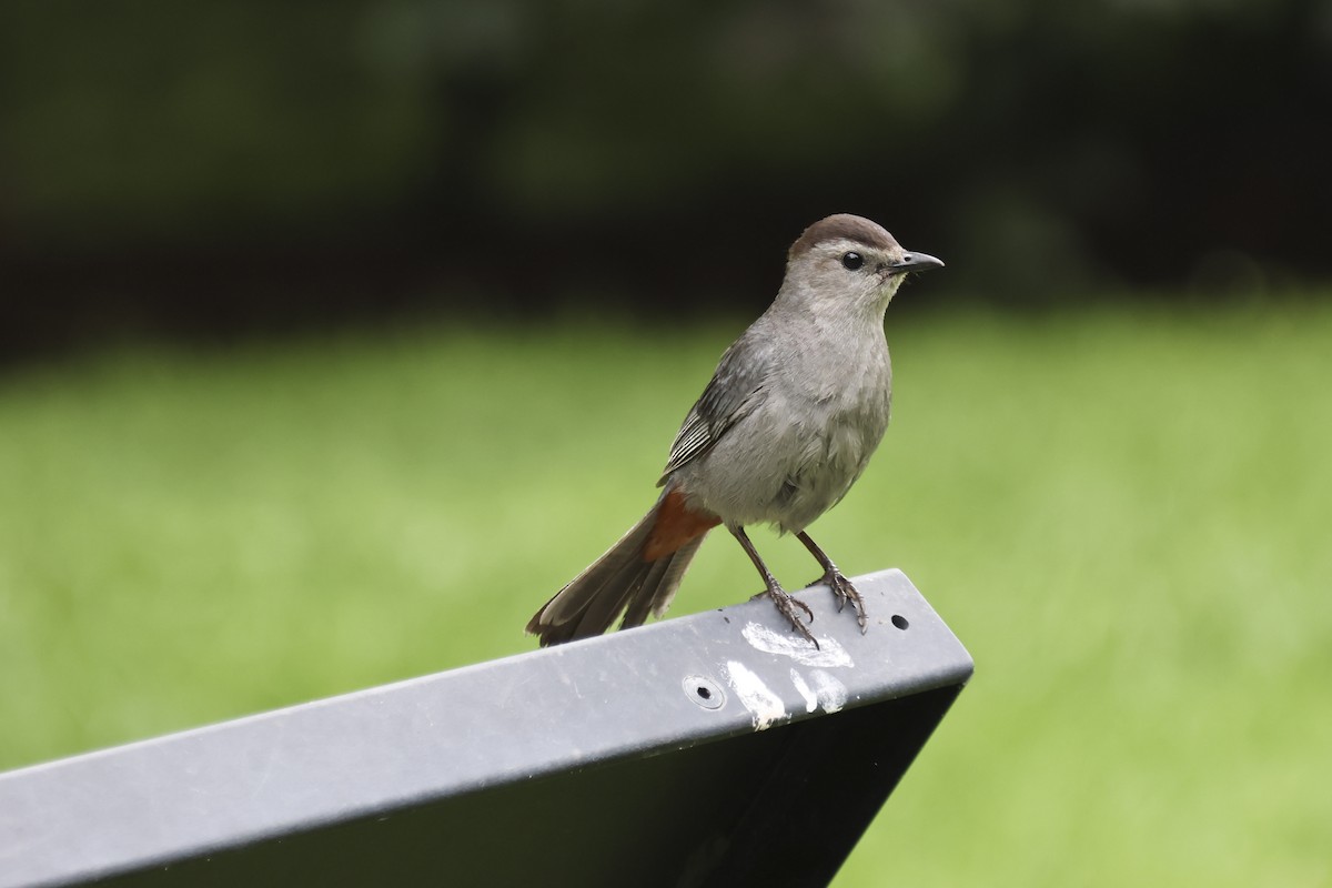 Gray Catbird - ML595089291