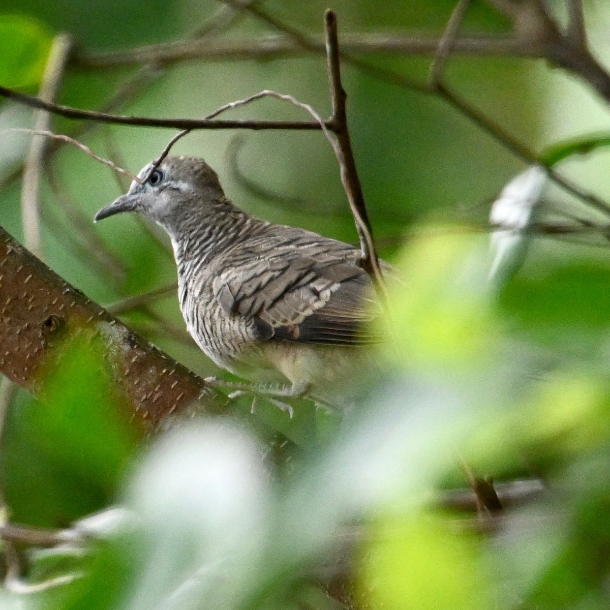 Zebra Dove - ML595089431