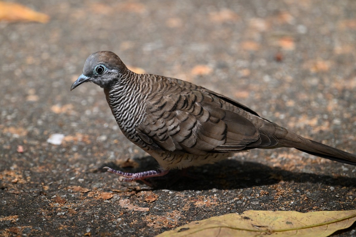 Zebra Dove - ML595089441