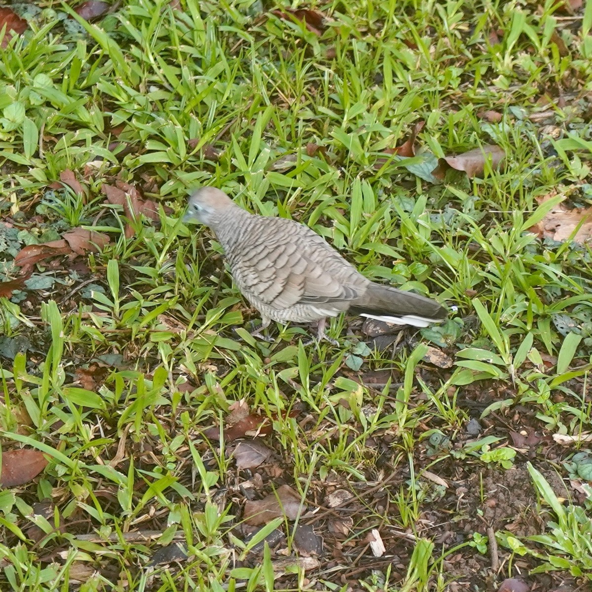 Zebra Dove - ML595089451