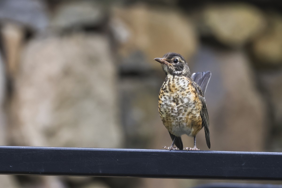 American Robin - Mary Thurmond