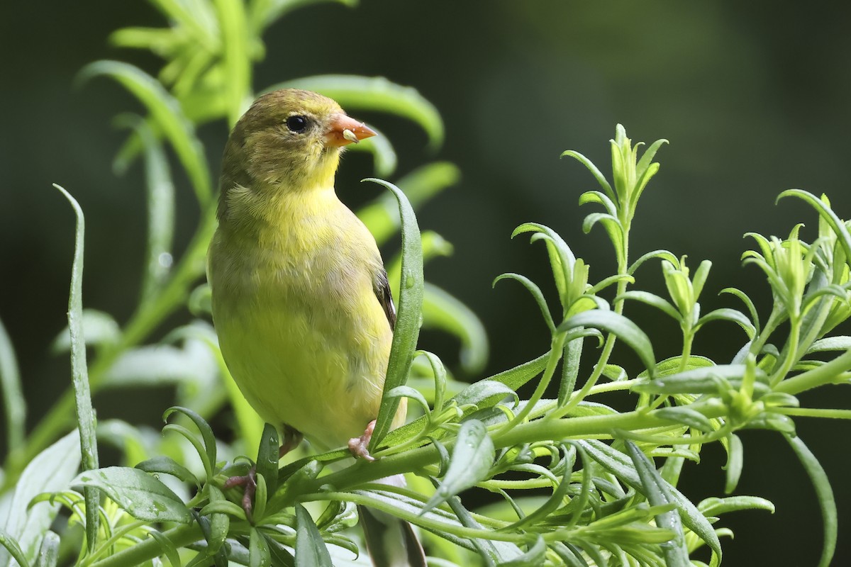 American Goldfinch - ML595089601