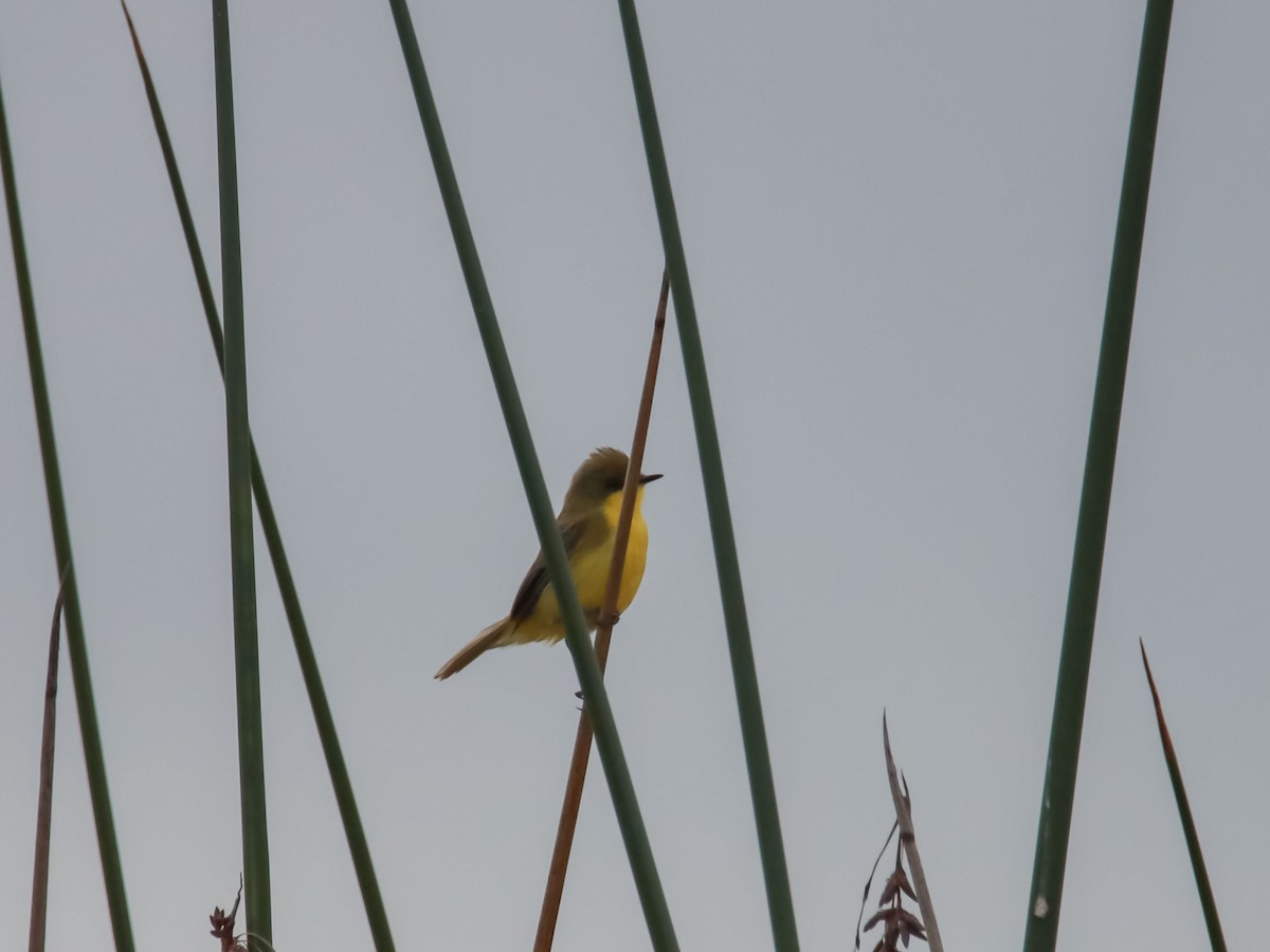 Subtropical Doradito - ML595089761
