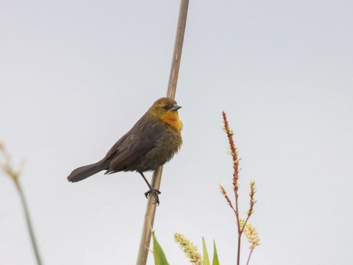Yellow-hooded Blackbird - ML595089861