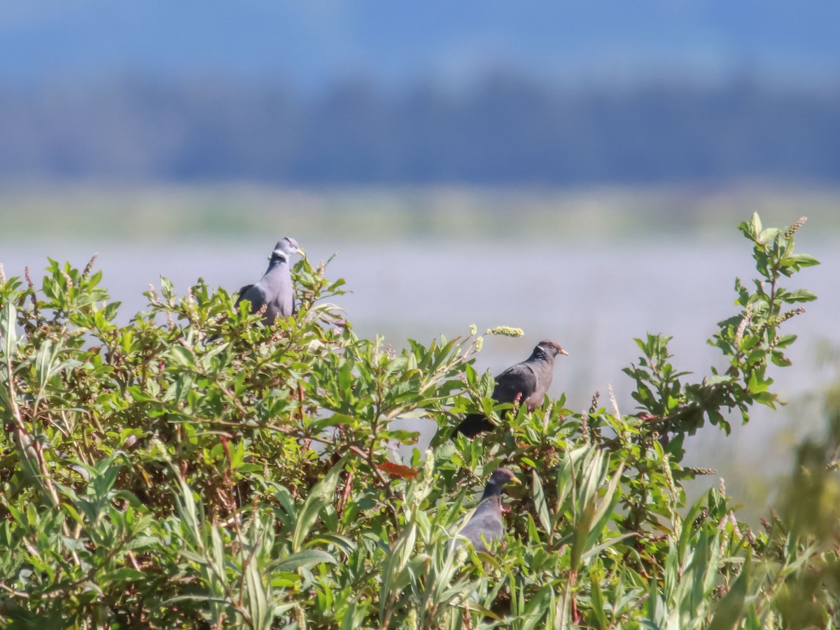 Band-tailed Pigeon - ML595089891
