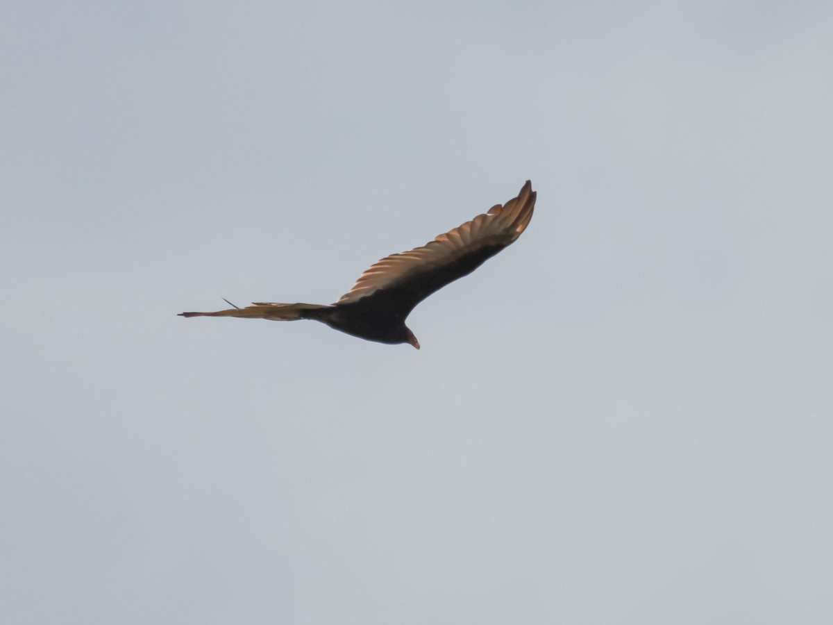 Turkey Vulture - ML595090111