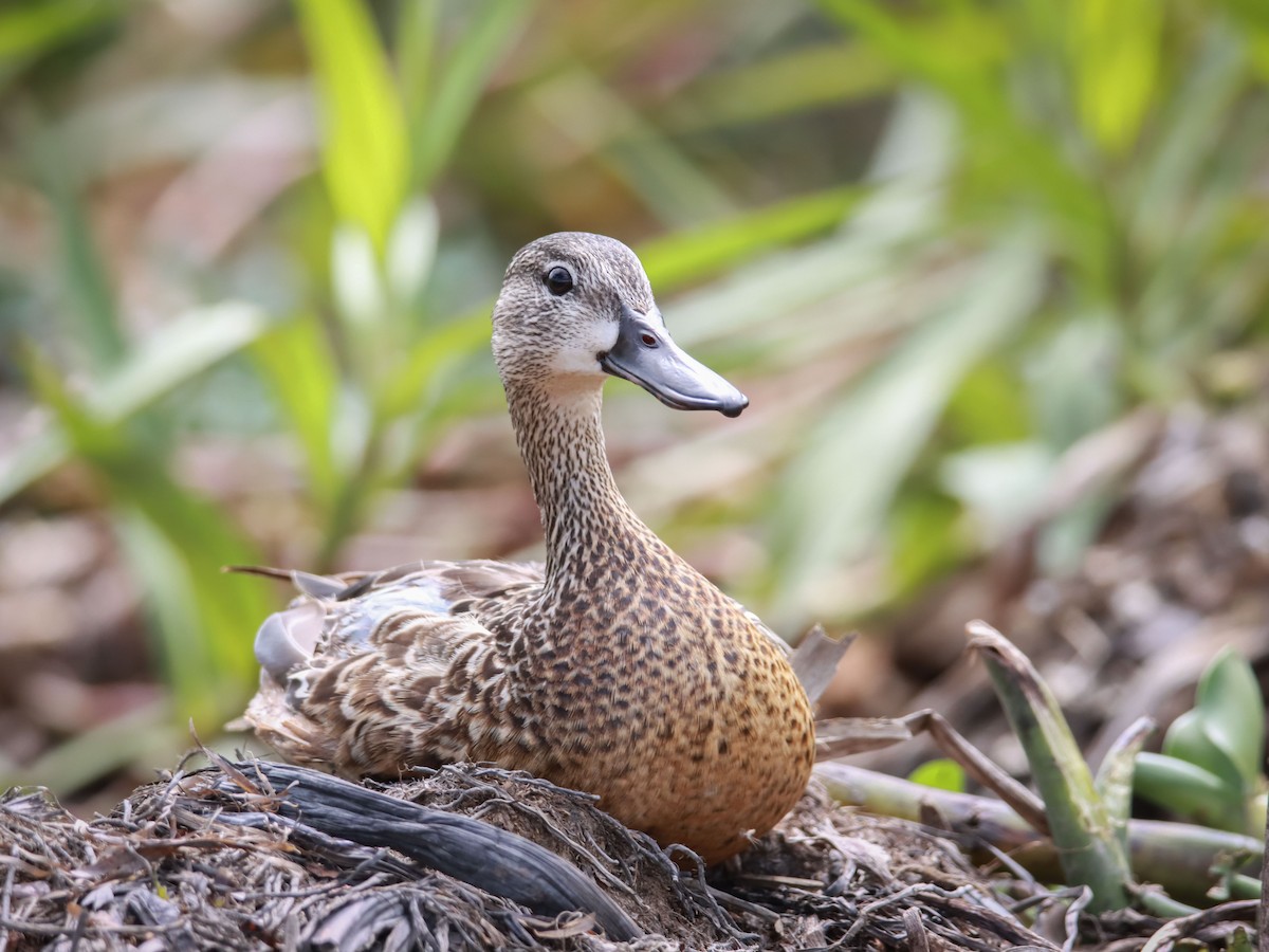 Blue-winged Teal - ML595090131