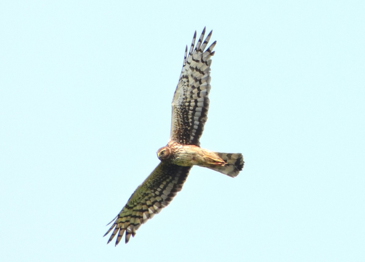 Northern Harrier - ML595090161