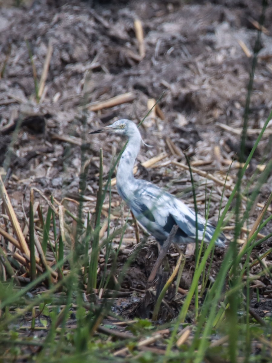 Little Blue Heron - ML595090361