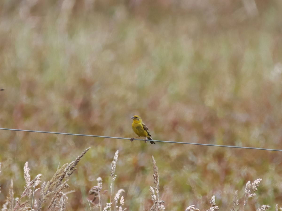 Grassland Yellow-Finch - ML595090421
