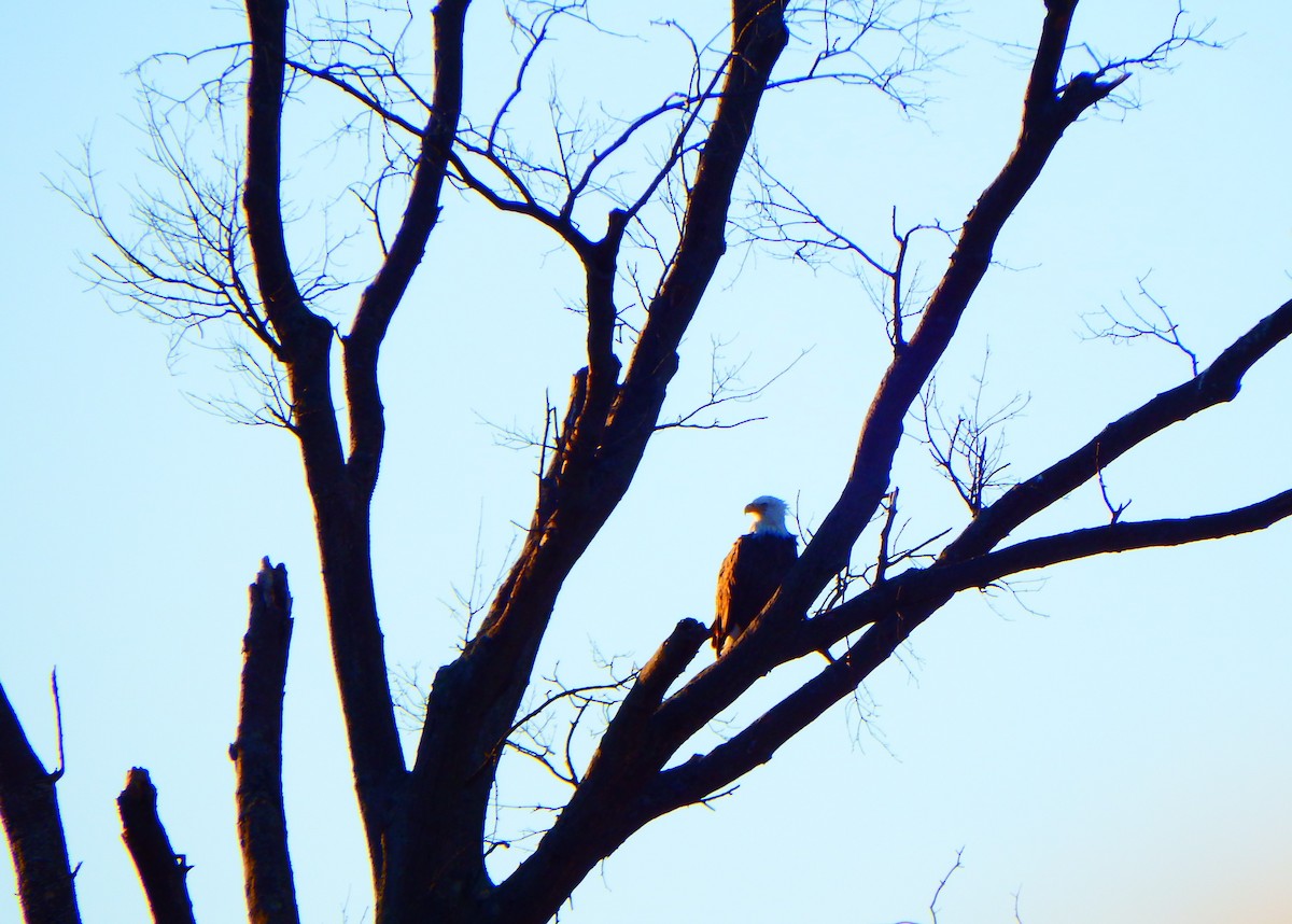 Bald Eagle - ML59509221