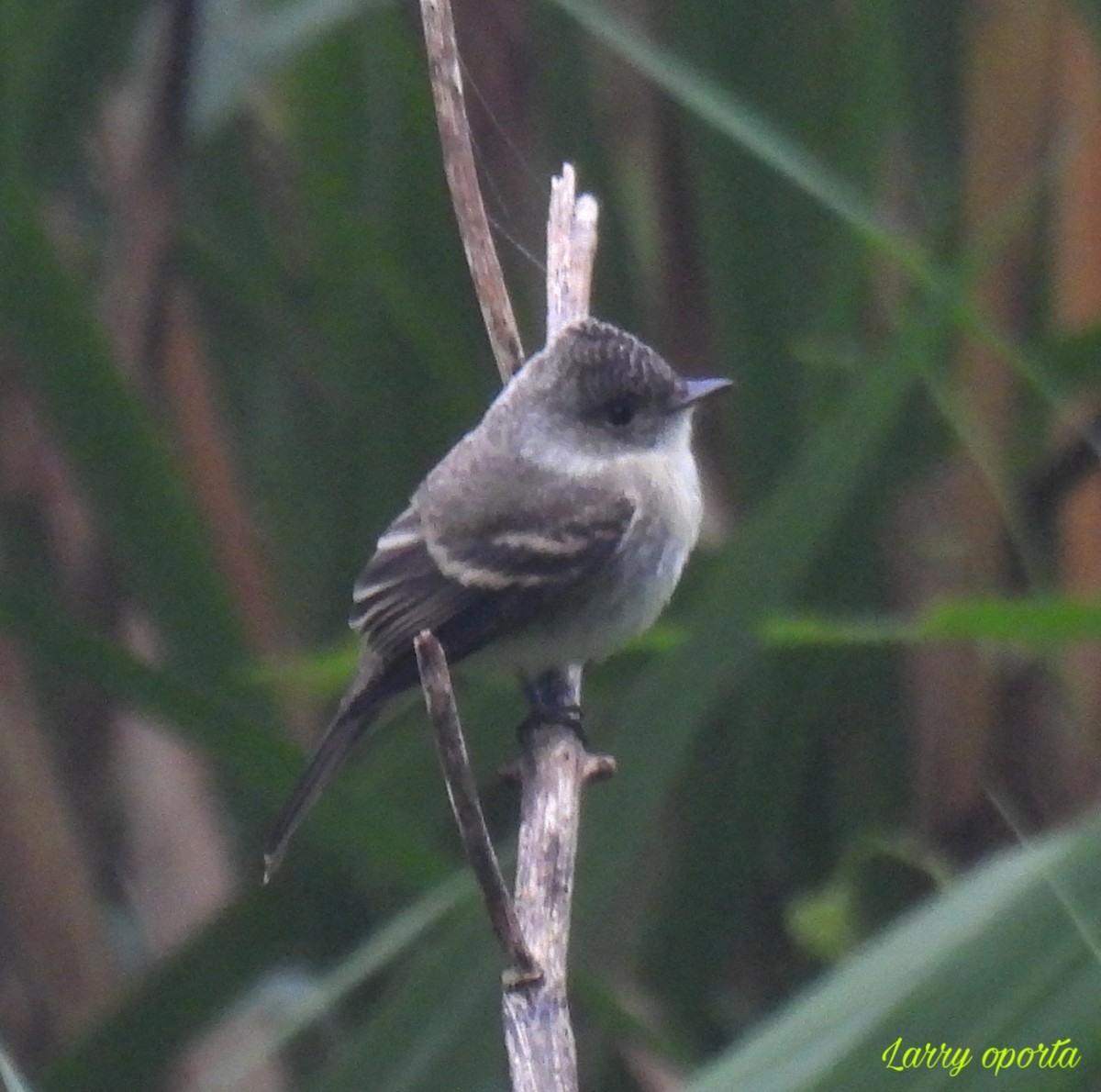 White-throated Flycatcher - ML595093001