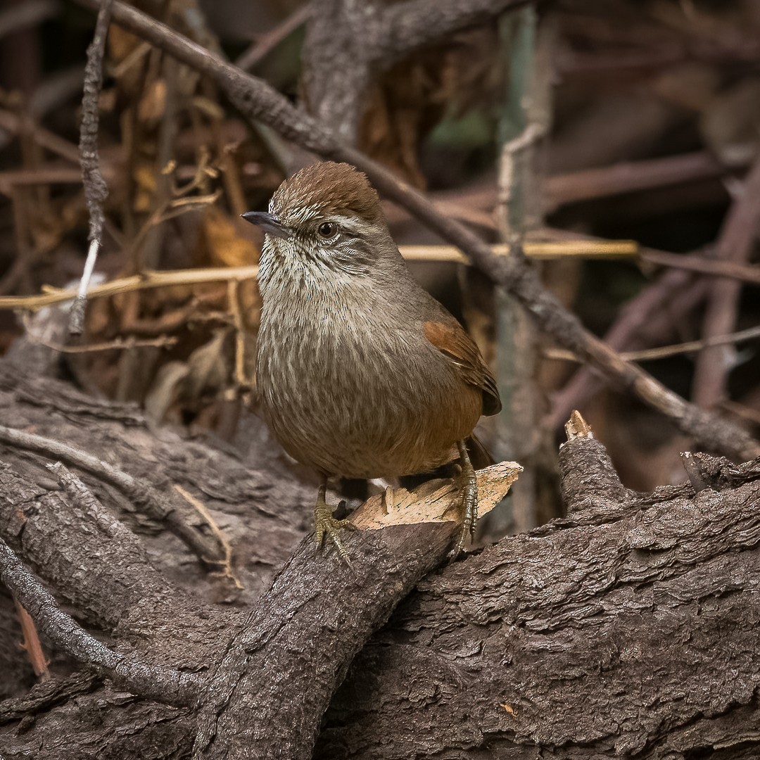 Dusky-tailed Canastero - ML595093061