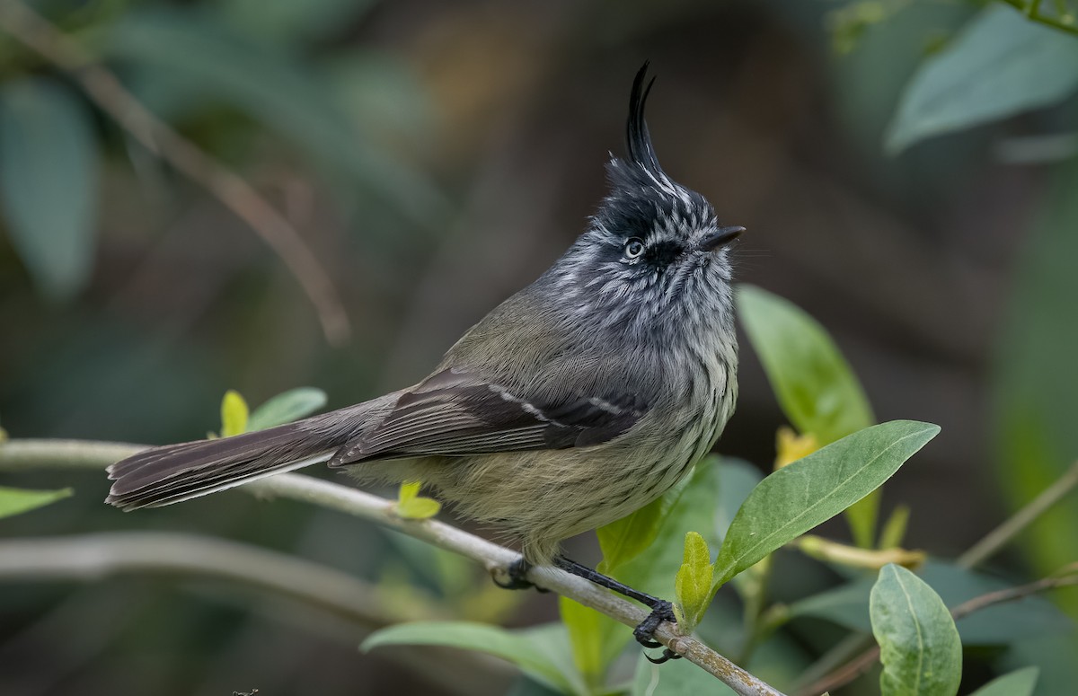 Tufted Tit-Tyrant - ML595093091