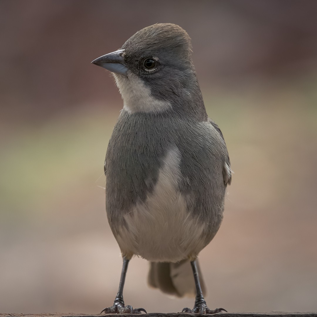 Diuca Finch - ML595093161