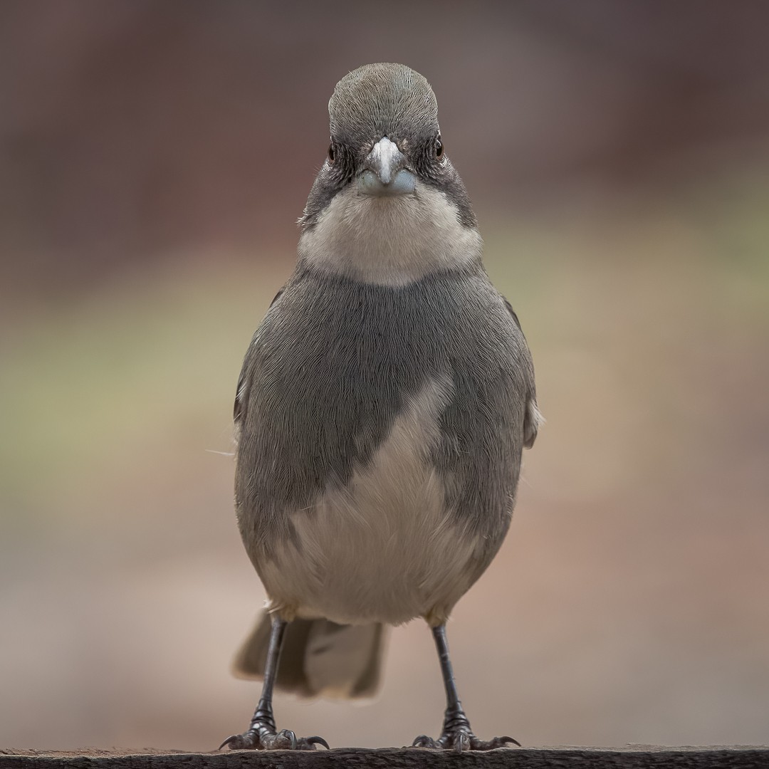 Diuca Finch - ML595093171