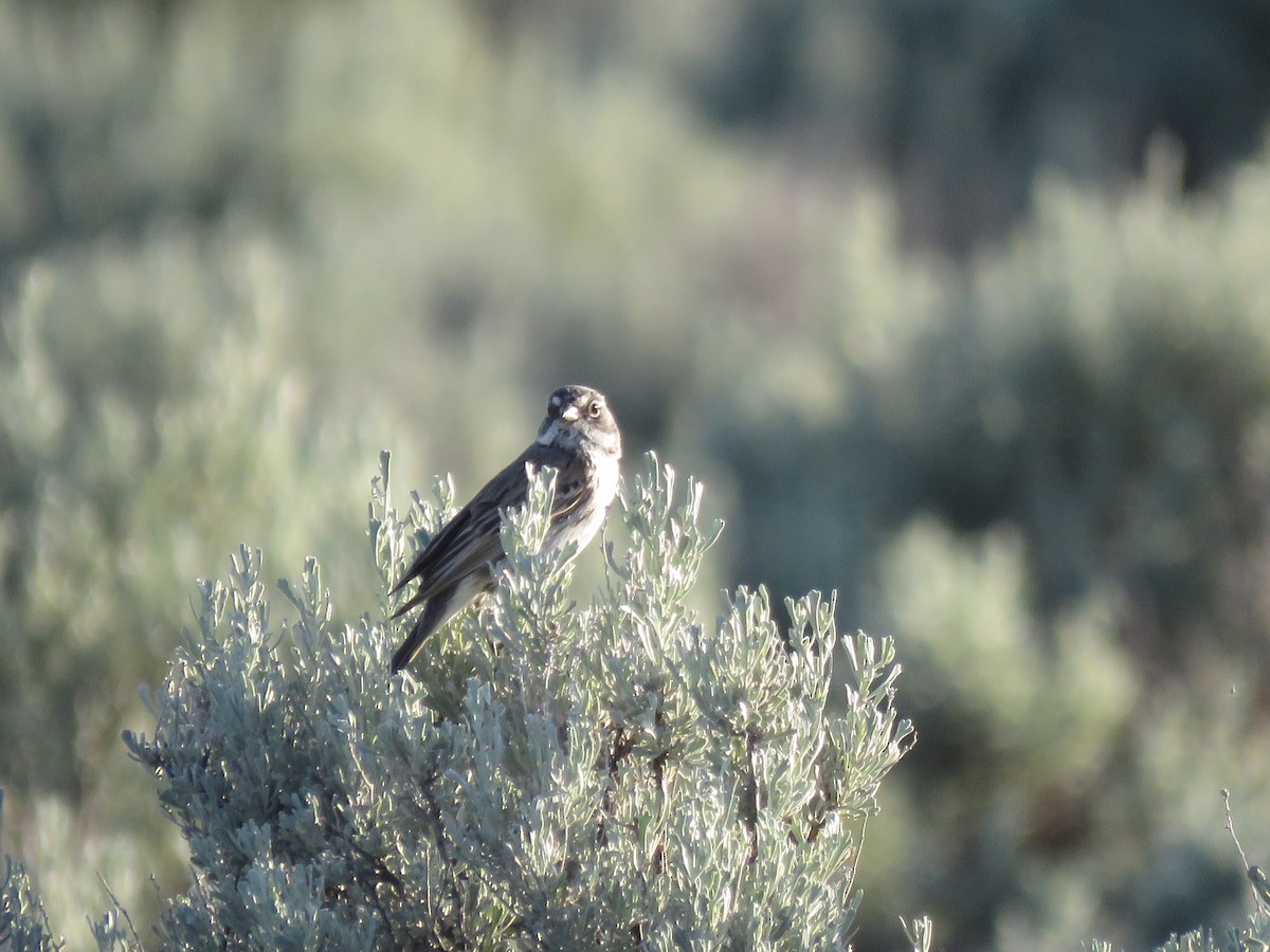 Sagebrush Sparrow - ML595093581